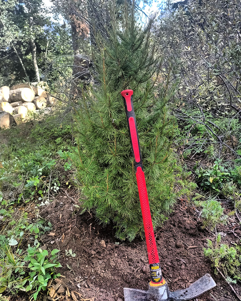 Planting a Larch